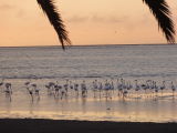 Les Flamants roses de Walvis Bay